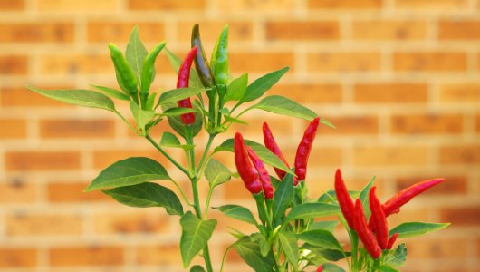 How to Grow Peppers for Flavor