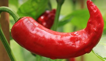 Can homegrown chili help performance in sports?