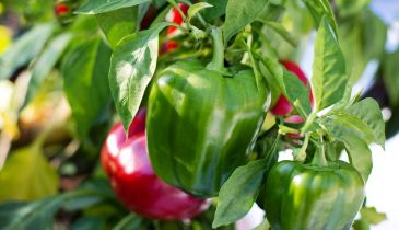 How many times will a pepper plant produce?