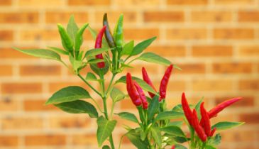 How can I make my chili grow faster? Here is my advice