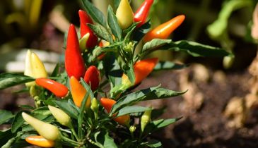 Cracking the Chili Code: Understanding the Gestation Period of Peppers